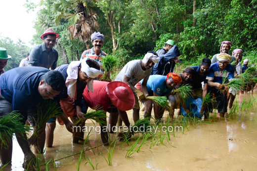 paddy saplings